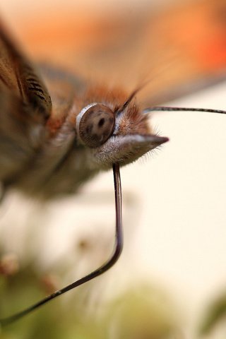 Обои макро, насекомое, бабочка, крылья, macro, insect, butterfly, wings разрешение 1920x1146 Загрузить