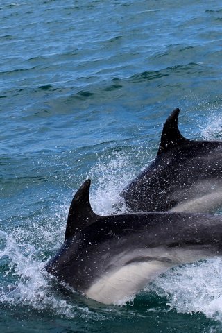 Обои вода, море, брызги, дельфины, дельфин, water, sea, squirt, dolphins, dolphin разрешение 4149x2534 Загрузить