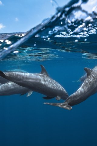 Обои небо, вода, море, дельфины, подводный мир, the sky, water, sea, dolphins, underwater world разрешение 5000x3333 Загрузить