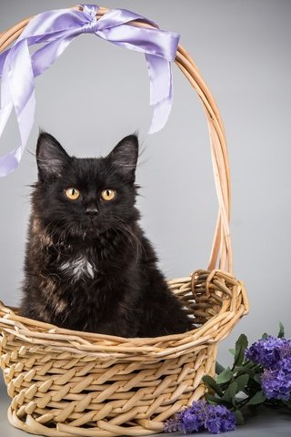 Обои цветы, кот, кошка, черный, корзина, flowers, cat, black, basket разрешение 2000x1632 Загрузить