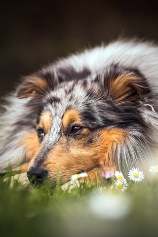 Обои цветы, лето, взгляд, собака, друг, колли, flowers, summer, look, dog, each, collie разрешение 1920x1080 Загрузить