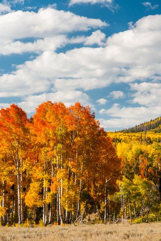 Обои деревья, лес, листья, осень, холм, trees, forest, leaves, autumn, hill разрешение 1920x1200 Загрузить