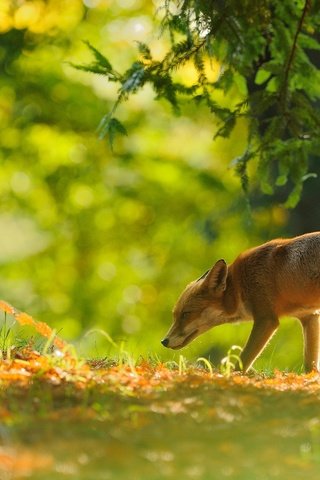 Обои деревья, боке, лес, животные, ветки, листва, осень, рыжая, лиса, trees, bokeh, forest, animals, branches, foliage, autumn, red, fox разрешение 2048x1152 Загрузить