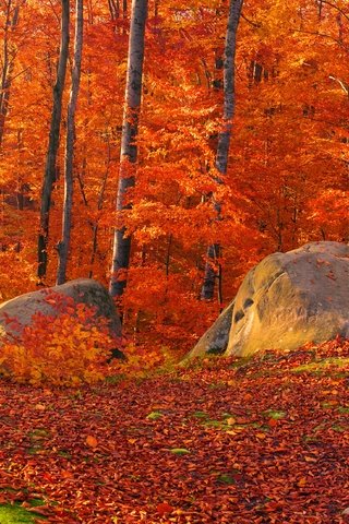 Обои деревья, солнце, камни, лес, листья, осень, мох, trees, the sun, stones, forest, leaves, autumn, moss разрешение 4300x2200 Загрузить