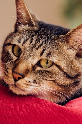 Обои глаза, фон, кот, мордочка, усы, кошка, взгляд, eyes, background, cat, muzzle, mustache, look разрешение 2048x1536 Загрузить