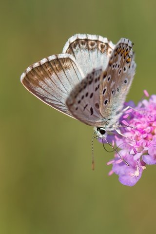 Обои макро, насекомое, цветок, бабочка, крылья, macro, insect, flower, butterfly, wings разрешение 2048x1365 Загрузить