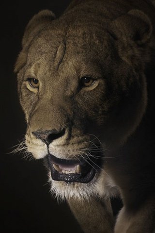 Обои морда, кошка, тень, хищник, лев, темный, большая, face, cat, shadow, predator, leo, dark, large разрешение 1920x1080 Загрузить