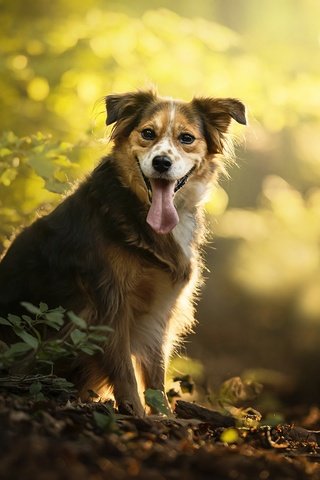Обои осень, собака, язык, боке, dackelpup, monty, autumn, dog, language, bokeh разрешение 2048x1260 Загрузить
