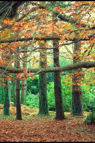 Обои деревья, листья, парк, осень, скамейка, trees, leaves, park, autumn, bench разрешение 2048x1374 Загрузить