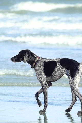 Обои море, пляж, собака, прогулка, курцхаар, sea, beach, dog, walk, shorthaired pointer разрешение 6000x4000 Загрузить