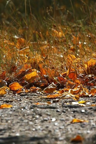 Обои трава, листва, осень, асфальт, grass, foliage, autumn, asphalt разрешение 1920x1280 Загрузить