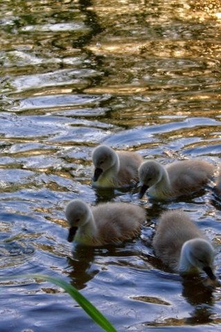 Обои трава, вода, лебедь, птенцы, детеныши, grass, water, swan, chicks, cubs разрешение 1920x1080 Загрузить