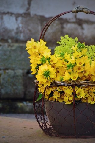 Обои цветы, букет, желтые, корзинка, вербейник, flowers, bouquet, yellow, basket, loosestrife разрешение 5290x3671 Загрузить