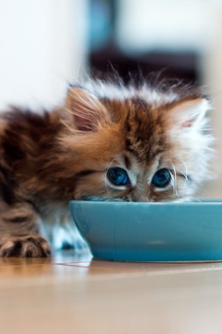 Обои котенок, пушистый, молоко, миска, ben torode, дейзи, kitty, fluffy, milk, bowl, daisy разрешение 2048x1366 Загрузить