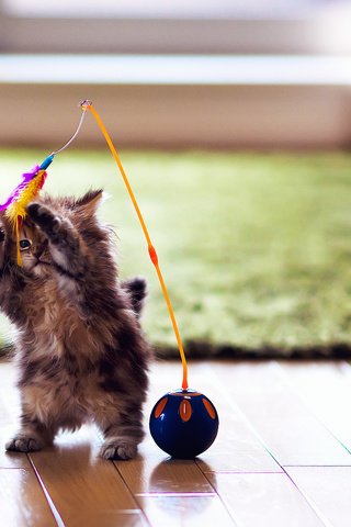 Обои котенок, игрушка, комната, перья, животное, ковер, ben torode, kitty, toy, room, feathers, animal, carpet разрешение 2048x1405 Загрузить