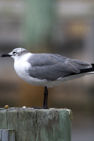 Обои чайка, птица, клюв, перья, seagull, bird, beak, feathers разрешение 1920x1279 Загрузить