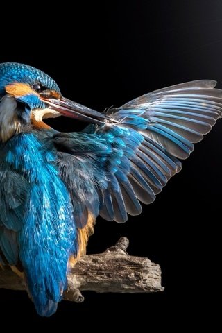 Обои крыло, зимородок, wing, kingfisher разрешение 1920x1200 Загрузить