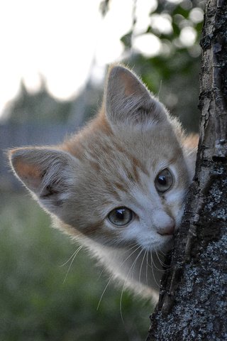 Обои природа, дерево, кот, котик, nature, tree, cat разрешение 2560x1600 Загрузить