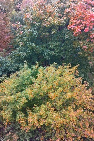 Обои деревья, лес, листья, ветки, осень, цвета осени, trees, forest, leaves, branches, autumn, fall colors разрешение 2953x5246 Загрузить