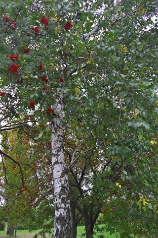 Обои настроение, парк, осень, лист, ягоды, береза, рябина, mood, park, autumn, sheet, berries, birch, rowan разрешение 2869x4731 Загрузить