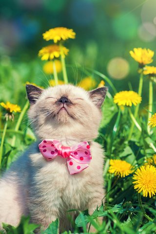 Обои цветы, кот, мордочка, усы, кошка, бабочка, котенок, одуванчики, flowers, cat, muzzle, mustache, butterfly, kitty, dandelions разрешение 2880x1800 Загрузить