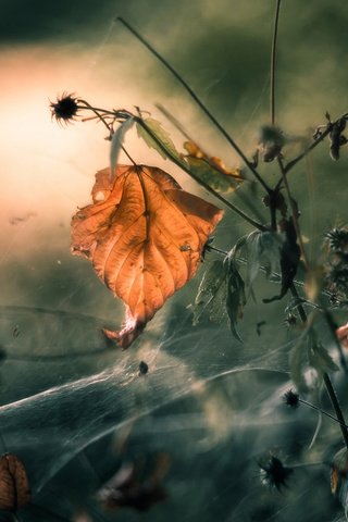 Обои природа, растения, макро, осень, лист, паутина, mandy_h., nature, plants, macro, autumn, sheet, web разрешение 1920x1200 Загрузить