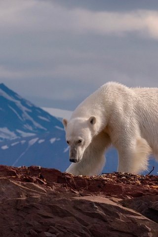 Обои горы, медведь, хищник, животное, белый медведь, mike reyfman, mountains, bear, predator, animal, polar bear разрешение 1920x1200 Загрузить