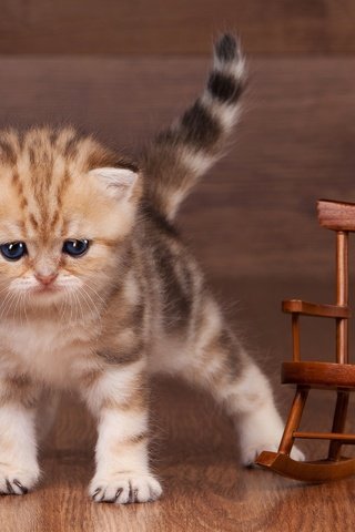 Обои кот, мордочка, усы, кошка, взгляд, котенок, стул, британец, cat, muzzle, mustache, look, kitty, chair, british разрешение 2880x1800 Загрузить