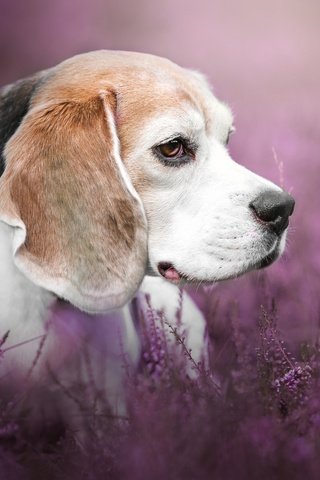 Обои цветы, взгляд, собака, профиль, люси, бигль, mona höhler, flowers, look, dog, profile, lucy, beagle разрешение 2880x1800 Загрузить