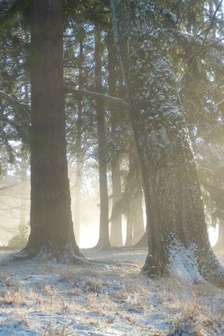 Обои деревья, снег, природа, лес, зима, утро, туман, стволы, trees, snow, nature, forest, winter, morning, fog, trunks разрешение 3840x2400 Загрузить