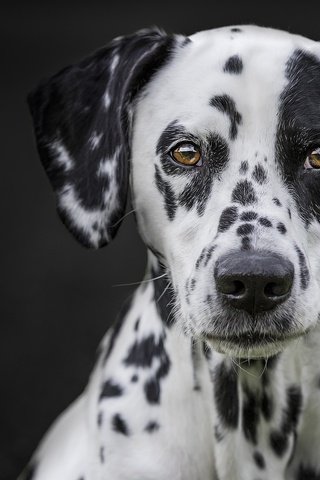 Обои глаза, мордочка, взгляд, собака, черный фон, далматин, eyes, muzzle, look, dog, black background, dalmatian разрешение 2048x1365 Загрузить