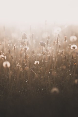 Обои трава, природа, растения, туман, поле, лето, одуванчики, grass, nature, plants, fog, field, summer, dandelions разрешение 2048x1365 Загрузить