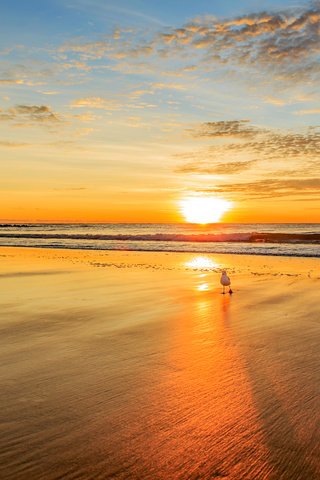Обои закат, море, пляж, чайка, 14, sunset, sea, beach, seagull разрешение 5426x3593 Загрузить