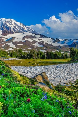 Обои цветы, деревья, горы, снег, сша, штат вашингтон, flowers, trees, mountains, snow, usa, washington разрешение 2048x1470 Загрузить