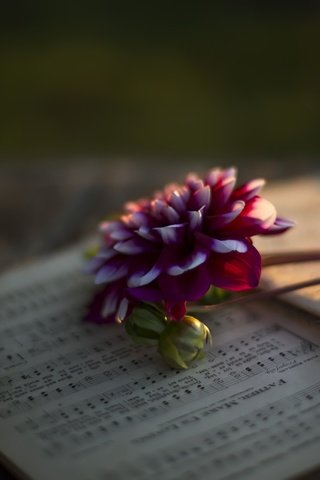 Обои фон, цветок, ноты, лепестки, георгин, background, flower, notes, petals, dahlia разрешение 2048x1365 Загрузить