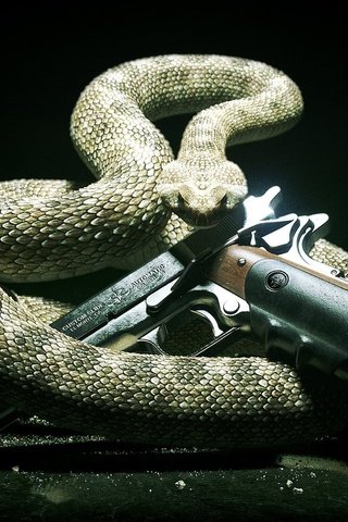 Обои фон, пистолет, змея, заставка, background, gun, snake, saver разрешение 1920x1080 Загрузить