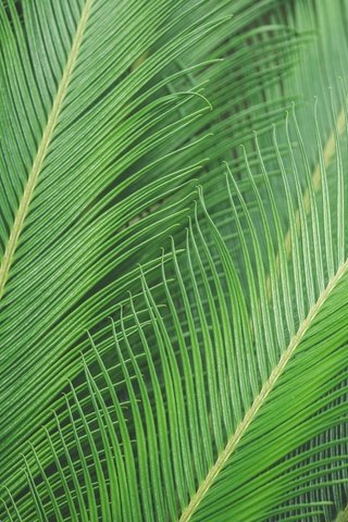 Обои природа, листья, лист, пальма, nature, leaves, sheet, palma разрешение 5000x3333 Загрузить
