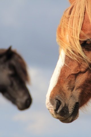 Обои лошадь, фон, конь, грива, horse, background, mane разрешение 2048x1365 Загрузить