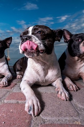 Обои набережная, собаки, бостон-терьер, promenade, dogs, boston terrier разрешение 2048x1220 Загрузить