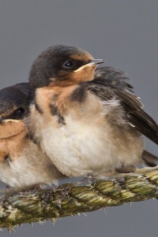 Обои птенец, птица, клюв, веревка, ласточка, chick, bird, beak, rope, swallow разрешение 2048x1362 Загрузить