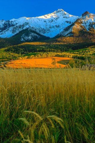 Обои трава, горы, осень, сша, колорадо, аспен, grass, mountains, autumn, usa, colorado, aspen разрешение 1920x1225 Загрузить