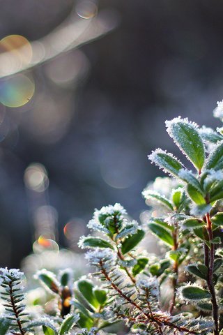 Обои снег, листья, макро, иней, холод, растение, кристаллы, боке, snow, leaves, macro, frost, cold, plant, crystals, bokeh разрешение 1920x1080 Загрузить