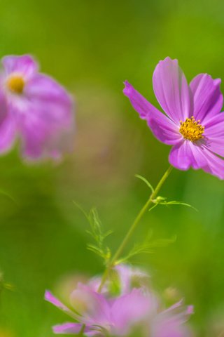 Обои цветы, фон, лепестки, размытость, космея, kannappan sivakumar, flowers, background, petals, blur, kosmeya разрешение 2000x1291 Загрузить