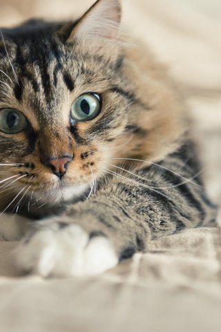 Обои кот, мордочка, усы, кошка, взгляд, valeriya potapova, cat, muzzle, mustache, look разрешение 2880x1800 Загрузить