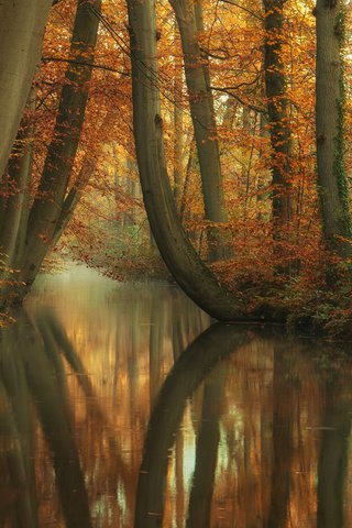 Обои деревья, река, природа, лес, отражение, стволы, осень, trees, river, nature, forest, reflection, trunks, autumn разрешение 1920x1200 Загрузить