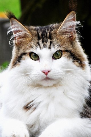 Обои кот, мордочка, усы, кошка, взгляд, мейн-кун, cat, muzzle, mustache, look, maine coon разрешение 2880x1800 Загрузить
