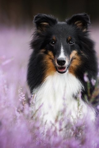 Обои цветы, мордочка, взгляд, собака, шелти, aleksandra kielreuter, flowers, muzzle, look, dog, sheltie разрешение 1920x1200 Загрузить