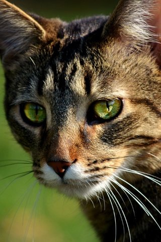 Обои кот, мордочка, усы, кошка, взгляд, боке, cat, muzzle, mustache, look, bokeh разрешение 4000x2649 Загрузить