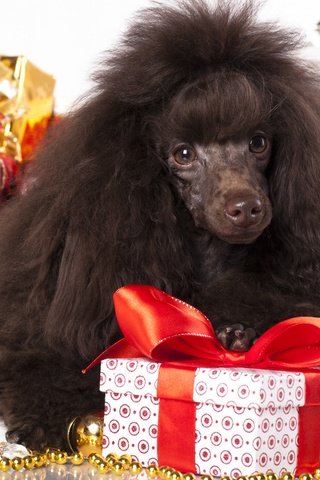 Обои новый год, подарки, собака, пудель, new year, gifts, dog, poodle разрешение 2880x1800 Загрузить