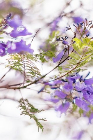 Обои цветы, цветение, листья, ветки, весна, соцветия, жакаранда, flowers, flowering, leaves, branches, spring, inflorescence, jacaranda разрешение 1920x1200 Загрузить